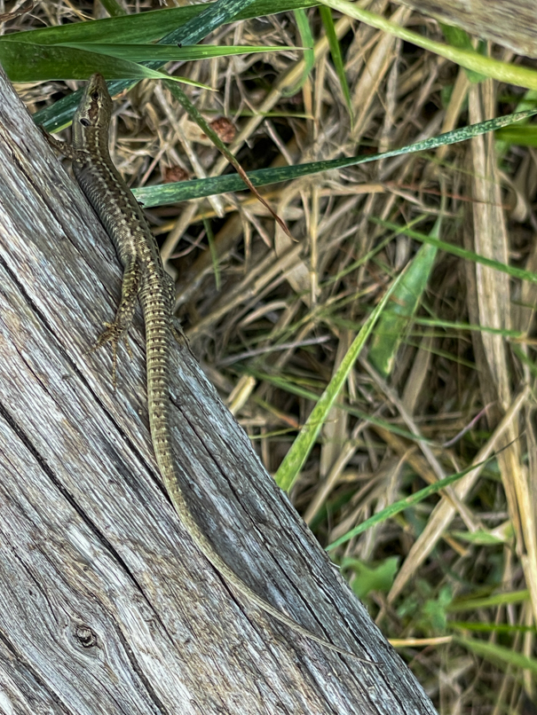 Ruinen- bzw. Italienische Mauereidechse (Podarcis siculus) im Parco del Conero