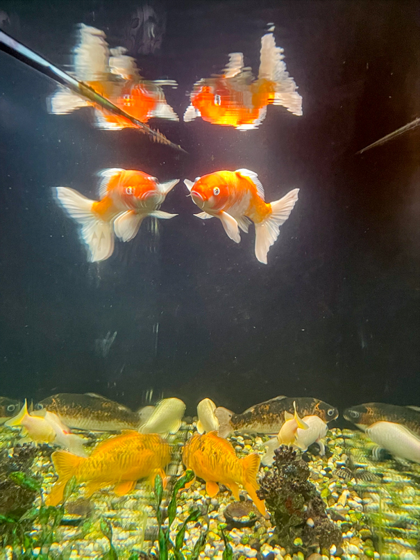 Modernes Sushi-Erlebnis im YUMINI Siegen: Genießen ganz ohne Stress
